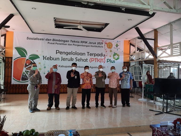 Kembalikan Kejayaan Jeruk Siam Sambas