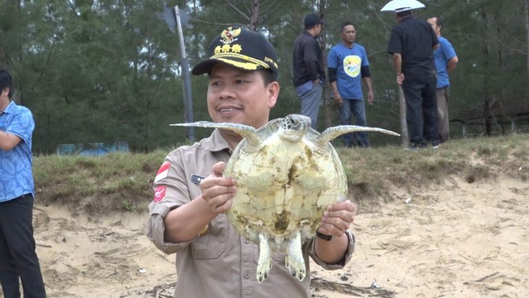 Bupati Satono Melepas 500 Ekor Tukik Di Pantai Tanjung Api Desa Sebubus
