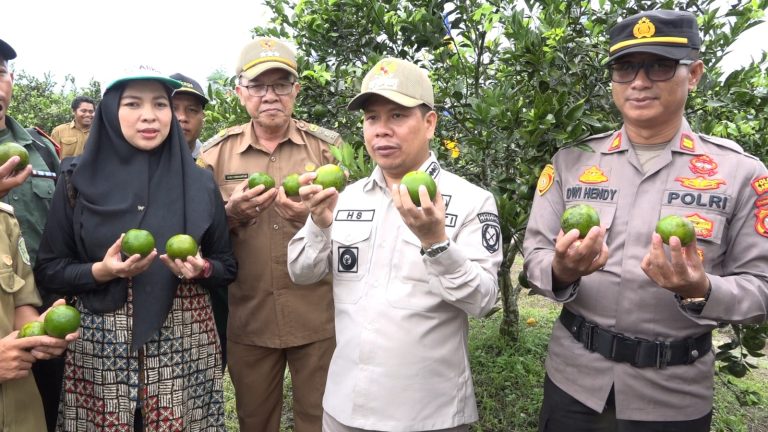 Bupati Satono Panen Perdana Jeruk Teknik Moraga Milik Kades Merpati Tangaran