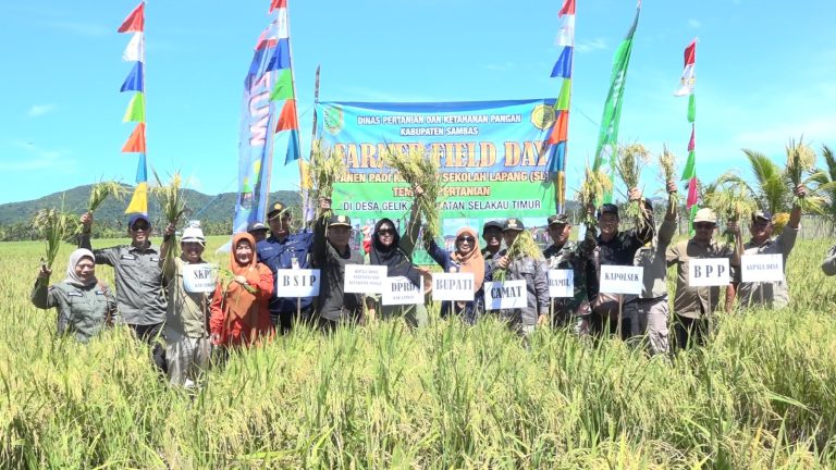 Ikuti Panen Padi Sekolah Lapangan, Pjs Bupati Sambas Bangga Akan Kualitas Petani