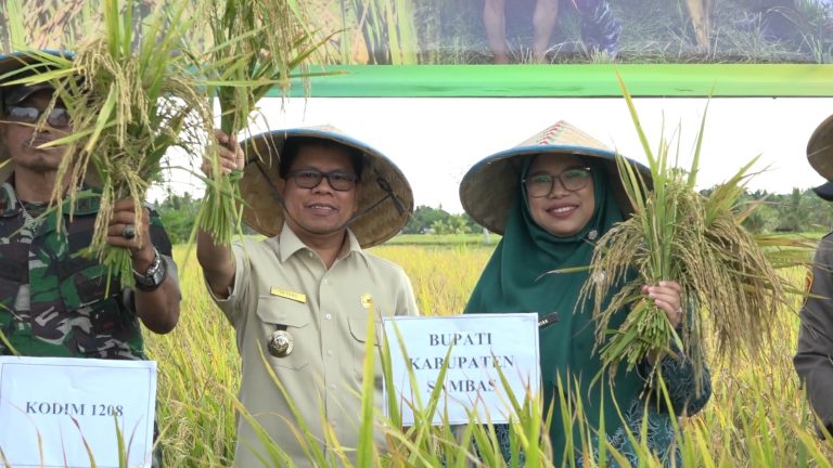 Bupati Sambas Panen Raya Bersama Brigade Pangan Mulia Bestari