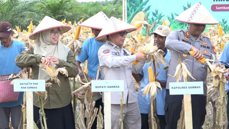 Bupati Sambas Satono Panen Raya Jagung Serentak di Sepinggan Semparuk