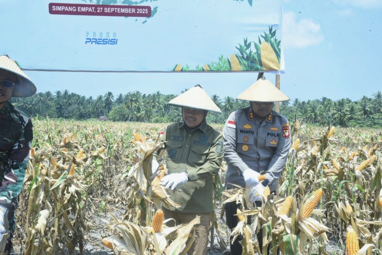 Perkuat Swasembada Pangan, Bupati Sambas, H. Satono, S.Sos.I., M.H., Laksanakan Panen Raya Jagung Serentak Kuartal III