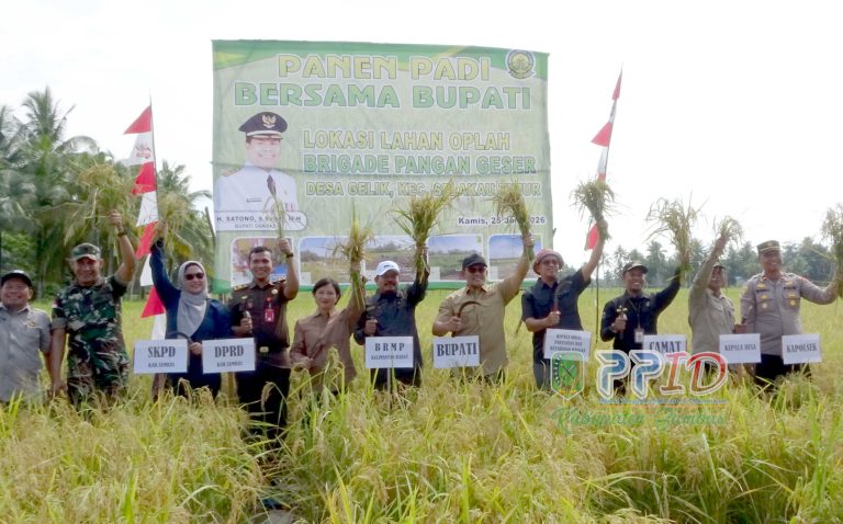 Panen Padi Thailand Jumbo di Gelik Capai 1,3 Ton, Kolaborasi Petani dan Teknologi Dongkrak Produktivitas